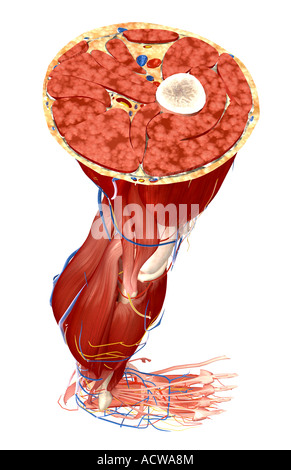 Querschnitt des Beines Stockfoto