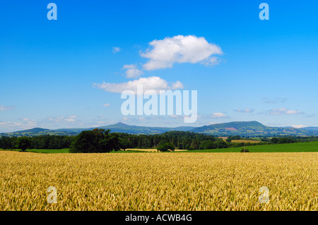 Weizenfeld bei Raglan in Monmouthshire, Südwales. Die Gipfel der Berge des Bannau Brycheiniog (Brecon Beacons) Nationalparks sind am Horizont zu sehen. Stockfoto