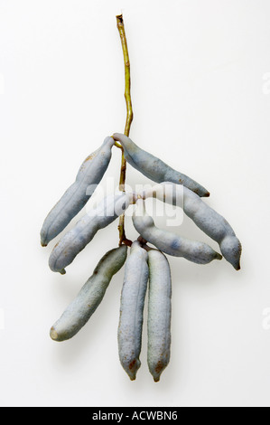 Blaue Bohnen Strauch Stockfoto