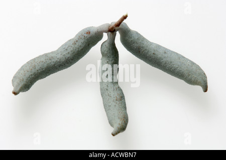 Blaue Bohnen Strauch Stockfoto