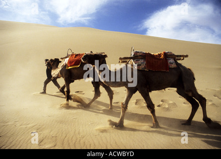 Kamel-Treiber führt seine zwei Kamele auf einer Sanddüne in der Wüste Gobi in China. Stockfoto