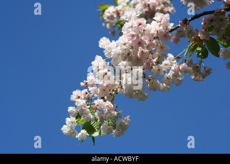 Kirschblüte, Glasgow, Schottland, UK Stockfoto