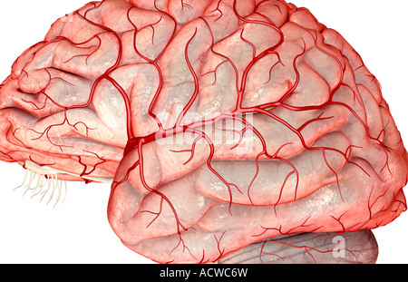 Mittlere zerebrale Arterie Stockfoto