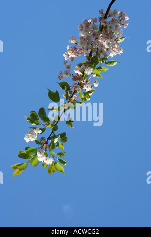 Kirschblüte, Glasgow, Schottland, UK Stockfoto