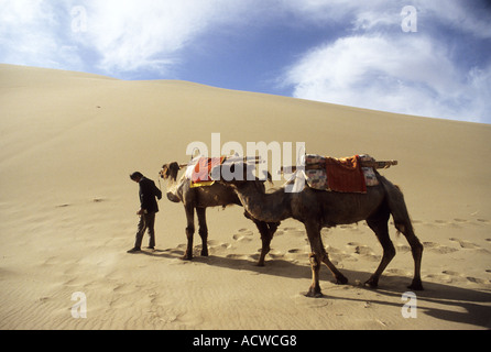 Kamel-Treiber führt seine Kamele, eine große Sanddüne in der Wüste Gobi. Stockfoto