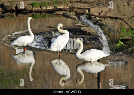 Three swans on the River Cart, Paisley, Scotland, UK Stockfoto