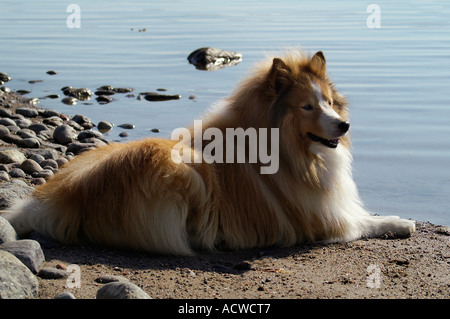 Hund am Meer. Stockfoto