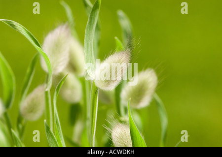 Lagurus Ovatus Poaceae Hasen tail grass Stockfoto