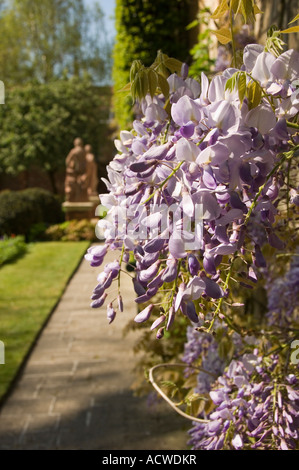 Nahaufnahme der violetten Wisteria Blumen Blüten im Frühling England Großbritannien Großbritannien Großbritannien Großbritannien Stockfoto