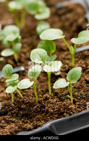 Nahaufnahme von jungen kleinen Hollyhockspflanzen Pflanzen Setzlinge, die in einem Setzkorb in einem Gewächshaus wachsen England UK Vereinigtes Königreich GB Großbritannien Stockfoto