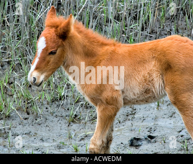 Fohlen auf Cumberland Island Stockfoto