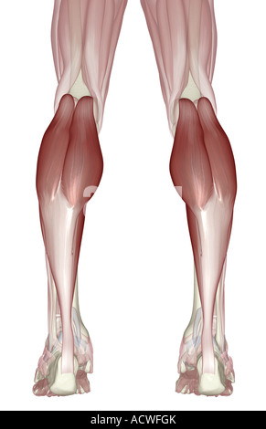 Muskeln des Unterschenkels Stockfoto