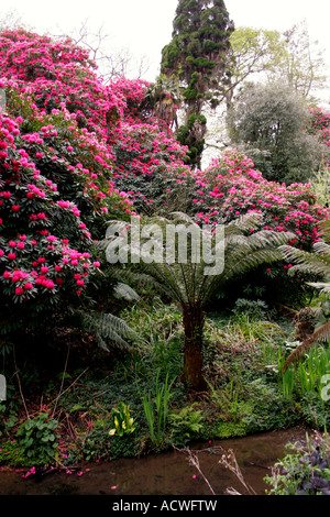 RHODODENDRON ARBOREUM. AZALEA. ERICACEAE MIT DICKSONIA FIBROSA BAUMFARN. Stockfoto