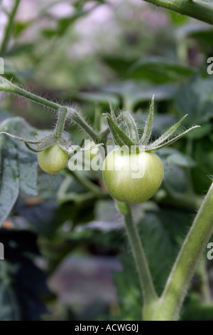 Grüne MONEYMAKER TOMATEN IN EINEM GEWÄCHSHAUS Stockfoto