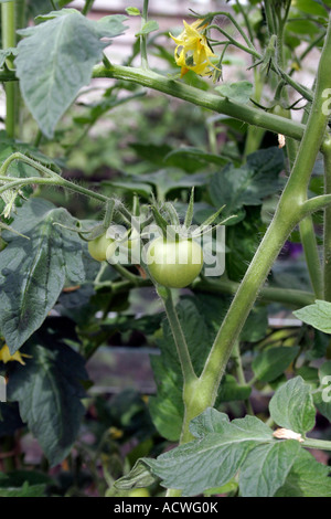 Grüne MONEYMAKER TOMATEN IN EINEM GEWÄCHSHAUS Stockfoto