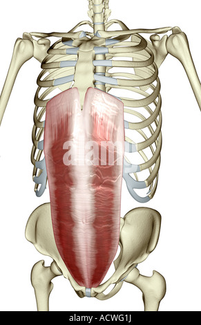 Rectus abdominis Stockfoto