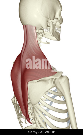 Trapezius Muskel Stockfoto