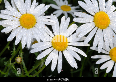 Ox-eyed Daisy oxeye daisy Leucanthemum vulgare Stockfoto