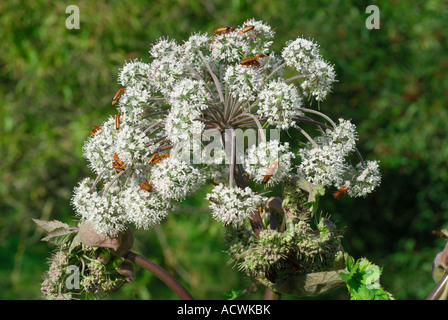 Wilde Angelika, Angelica Sylvestris, wächst am Straßenrand, Frankreich. Stockfoto