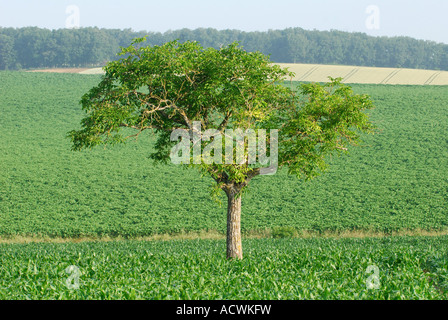 Walnuss Baum Juglans Regia und Maisfeld, Indre-et-Loire, Frankreich. Stockfoto