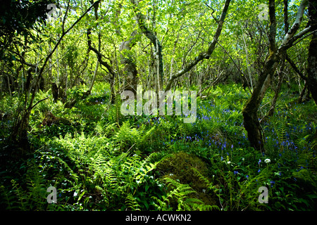 Alte braune Holz Hazelwood mit Bärlauch und Glockenblumen in der Nähe von Tobermorey Isle of Mull Schottland UK-Vereinigtes Königreich-GB Stockfoto