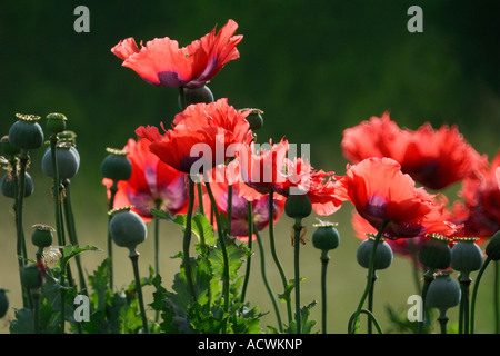 Rote Mohnblumen auf Wiese, Sud-Touraine, Frankreich. Stockfoto