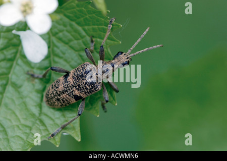 Blackspotted Zange unterstützen Käfer Stockfoto