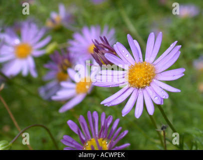 Swan River Daisy, schneiden Blatt Gänseblümchen (Brachyscome Multifida, Brachycome Multifida), blühen Stockfoto
