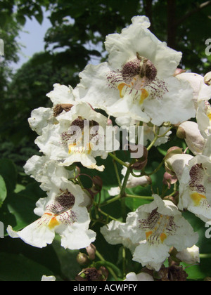 Indische Bean Tree (Catalpa Bignonioides), Blumen Stockfoto