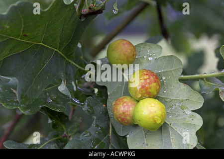 gemeinsamen Eiche Gallwasp, Eiche Blatt Kirsche-Gall Cynipid (Kirsche Gall) (Cynips Quercusfolii), Harzgallen an der Unterseite des Blattes von einem Stockfoto