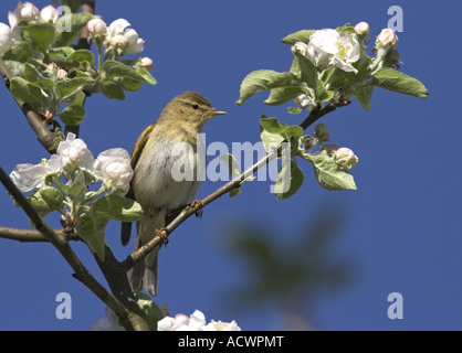 Fitis (Phylloscopus Trochilus), in blühenden Apfelbaum Stockfoto