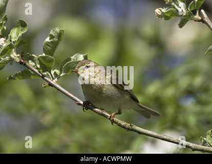 Fitis (Phylloscopus Trochilus), im Apfelbaum Stockfoto