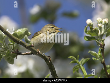 Fitis (Phylloscopus Trochilus), in blühenden Apfelbaum Stockfoto