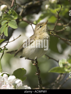 Fitis (Phylloscopus Trochilus), in blühenden Apfelbaum Stockfoto