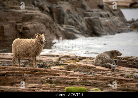 North Ronaldsay Schafe an der Küste neben einem gemeinsamen versiegeln N Ronaldsay Orkneyinseln Schottland, Vereinigtes Königreich Stockfoto