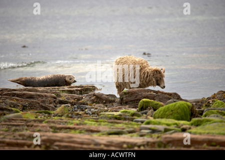 North Ronaldsay Schafe an der Küste neben einem gemeinsamen versiegeln N Ronaldsay Orkneyinseln Schottland, Vereinigtes Königreich Stockfoto