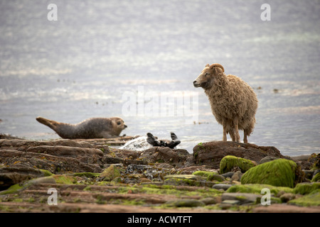 North Ronaldsay Schafe an der Küste neben einem gemeinsamen versiegeln Orkney Islands-Schottland-Großbritannien Stockfoto