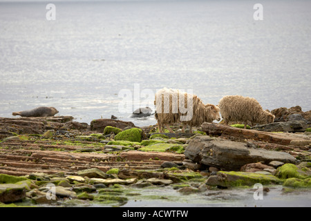 North Ronaldsay Schaf essen Algen am Strand neben einem gemeinsamen Siegel North Ronaldsay Orkneyinseln Schottland UK Stockfoto