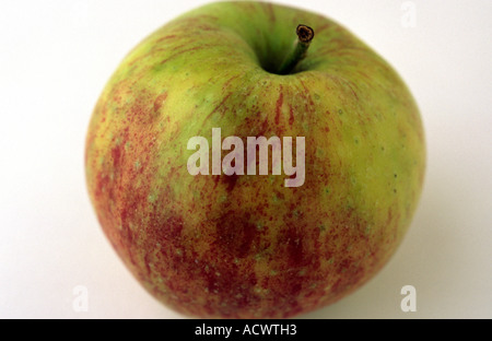 Jonagold Apfel Stockfoto