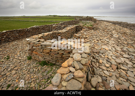 Bestandteil der 12-Meilen Schafe Trockenmauer, die rund um die Shireline auf North Ronaldsay Orkneyinseln Schottland UK läuft Stockfoto