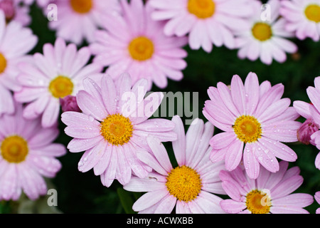 Gänseblümchen Frühlingsblumen im Garten Stockfoto