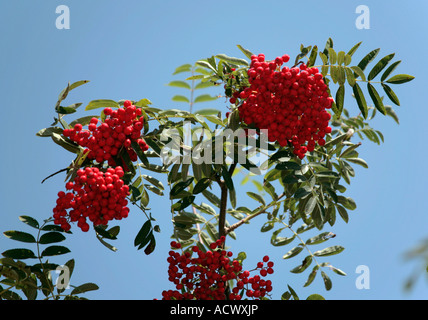 Anhäufungen roter Beeren am Rowan-Baum (Sorbus aucuparia) im Sommer Stockfoto