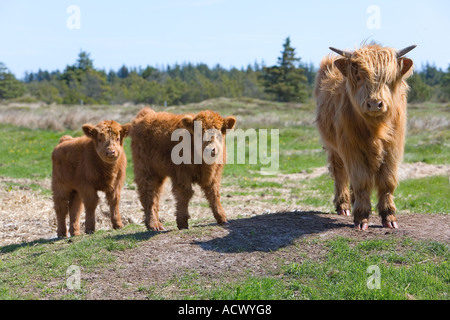 Highland Kühe und Kälber Stockfoto