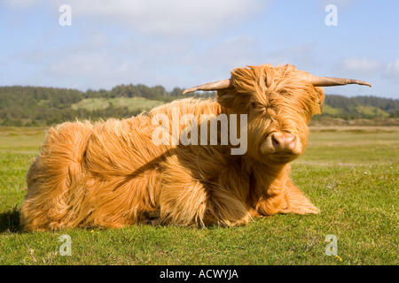 Highland Bull sitzen im Feld Stockfoto