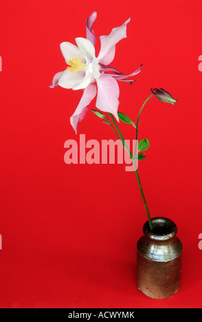 Akeleien Blume in Vase auf einem roten Hintergrund Stockfoto