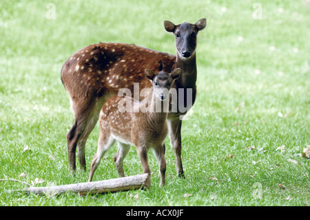 Philippine gefleckte Rehe Stockfoto