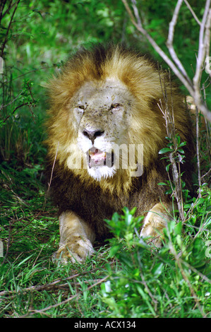 Männliche ostafrikanischen oder Masai Lion, Panthera Leo Nubica, Masai Mara, Kenia, Ostafrika Stockfoto