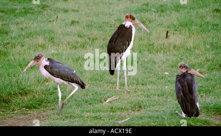 Familie von Maribu Störche, Leptoptilos Crumeniferus, Ciconiidae, Kenia Stockfoto