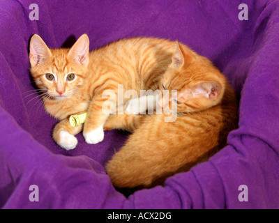 Zwei acht Wochen alten Ingwer Kätzchen in lila Korb Stockfoto