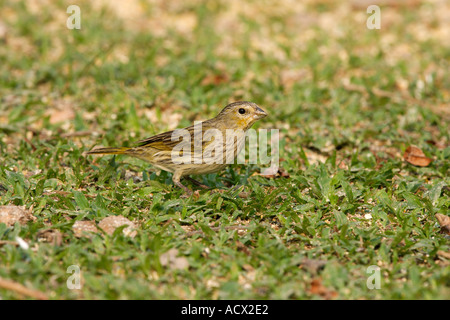 Safran-FINCH Sicalis flaveola Stockfoto